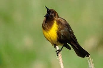 Las aves que nos alegran, en libertad