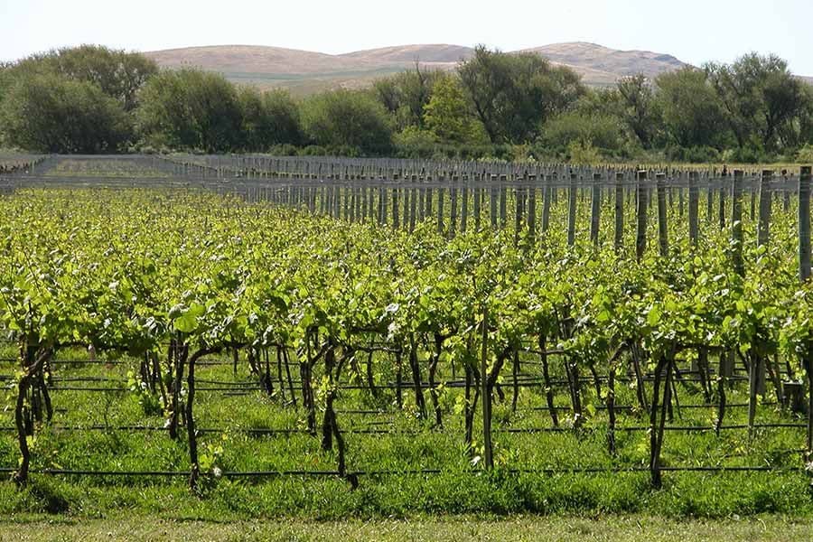 Bodegas bonaerenses: degustar sabores para imaginar paisajes