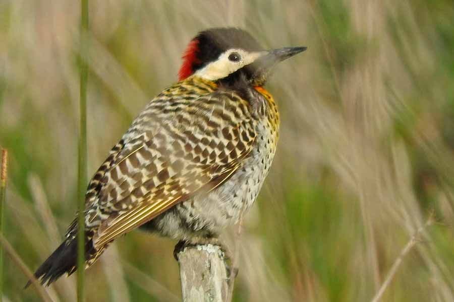 Gral. Madariaga: Turismo y el COA Verdón trabajarán para  colocar carteleria indicativa de aves