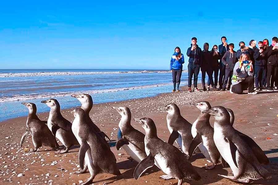 14 pingüinos magallánicos regresaron al mar