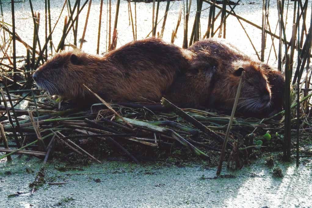 La sabiduría de la naturaleza