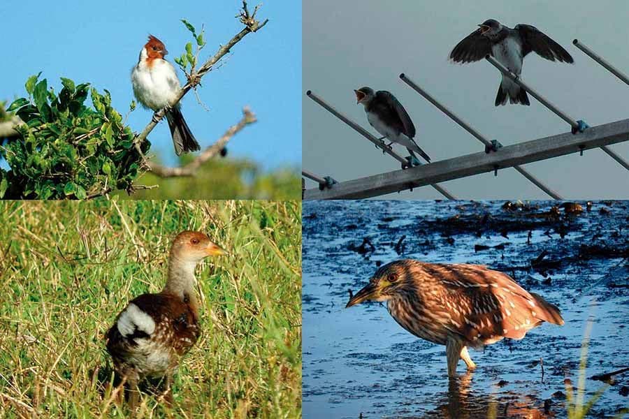 En el campo, época de juveniles