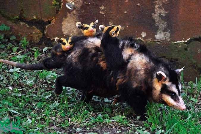 La comadreja overa, ese animalito tan particular
