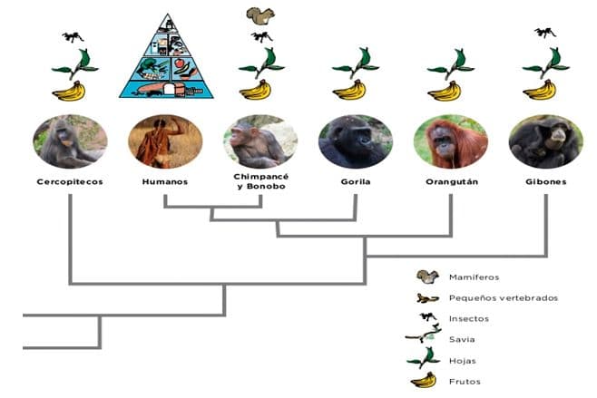 La dieta que nos hizo humanos