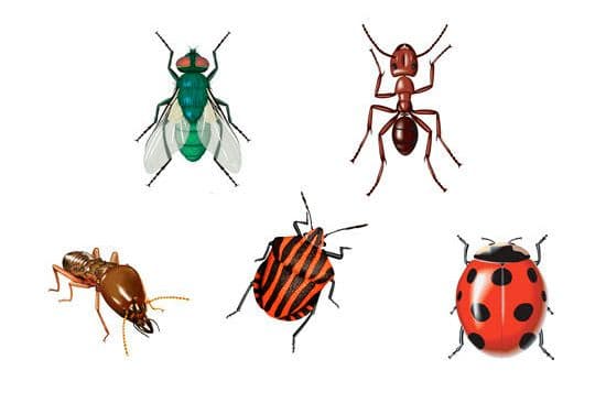 Los insectos, esos ilustres desconocidos