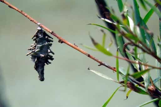Los insectos, sálvese quien pueda