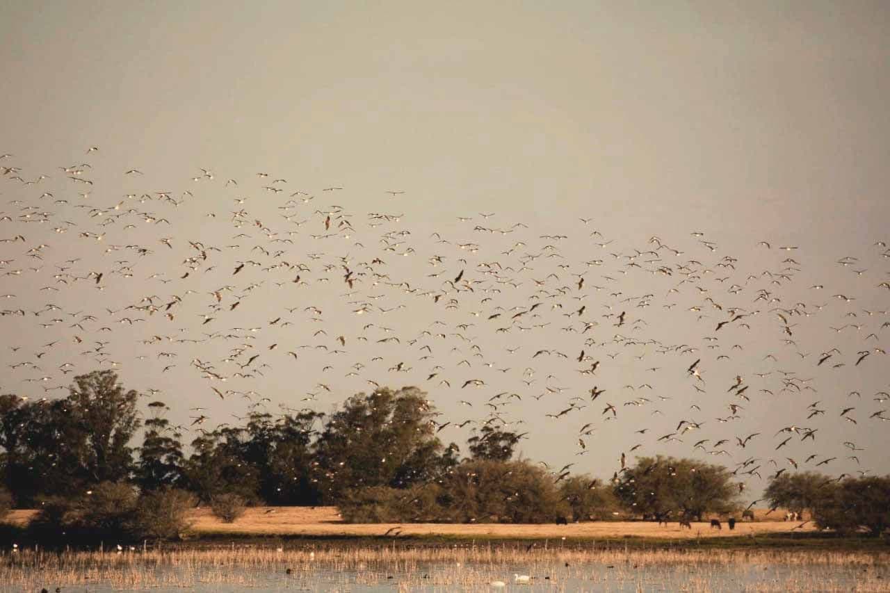 Las aves migratorias, un enlace entre diversos ecosistemas del planeta
