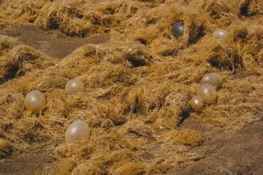 ¿Qué son los organismos pegajosos que aparecieron en la playa?