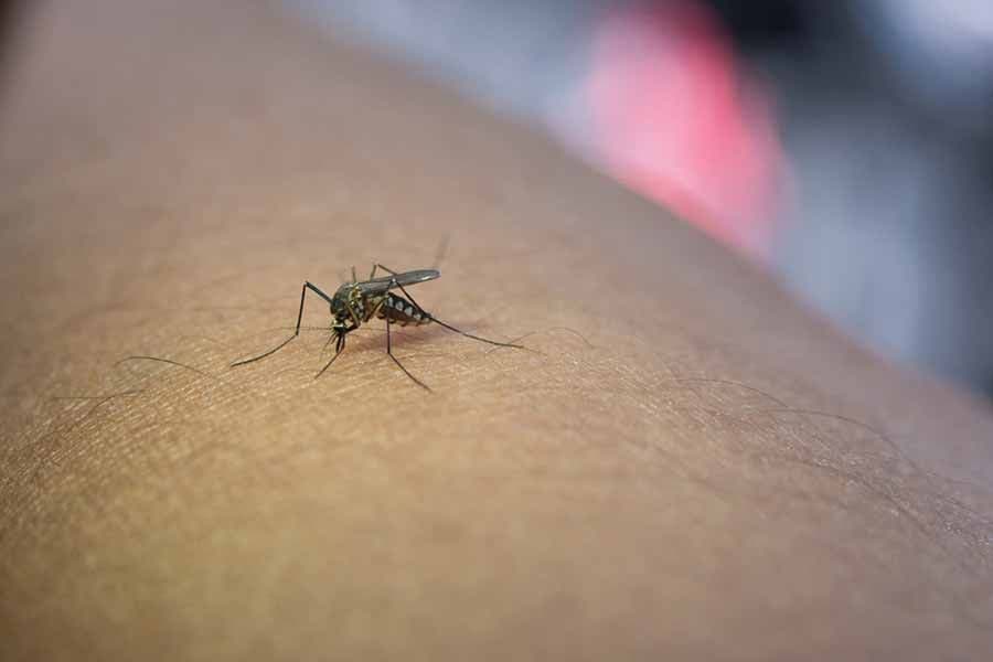 Dengue: Nutrición para fortalecer las defensas