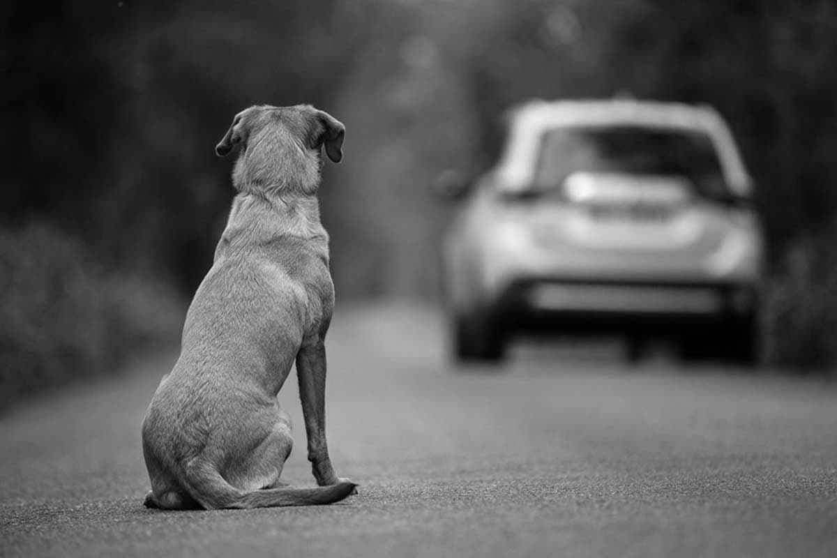 El abandono de mascotas crece durante el verano: una crisis social que exige conciencia y acción.